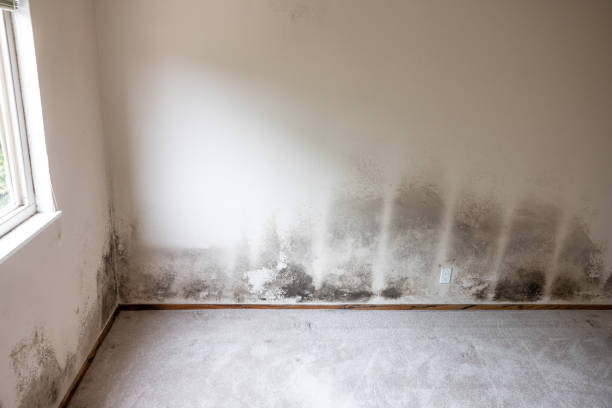 Best Indoor Air Quality Assessment  in Mountain Lodge Park, NY
